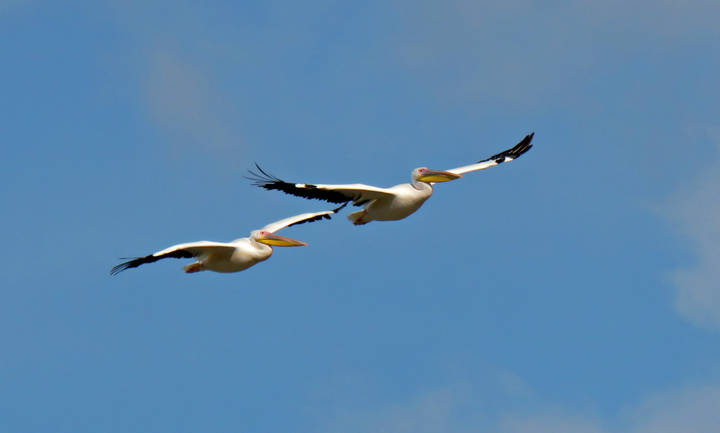  Розовые пеликаны (Pelecanus onocrotalus)