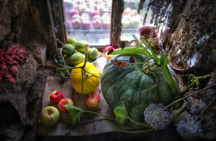 Бабочки