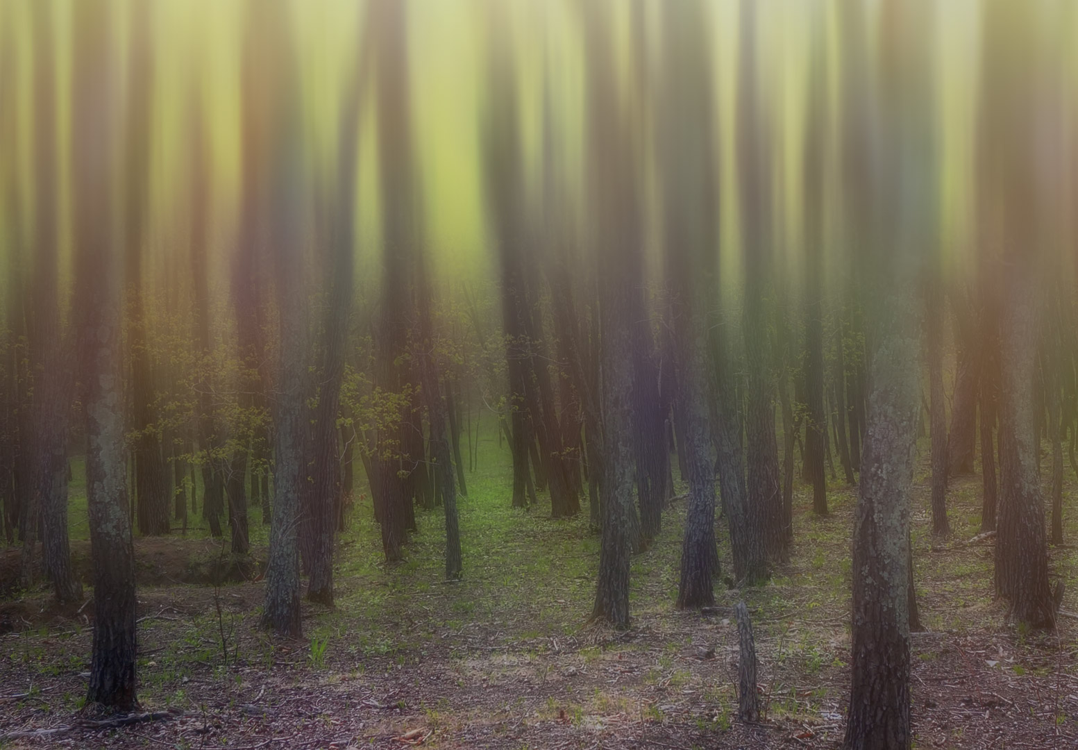 призрачный лес