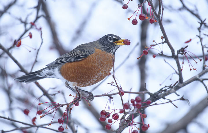 American robin (Turdus migratorius)