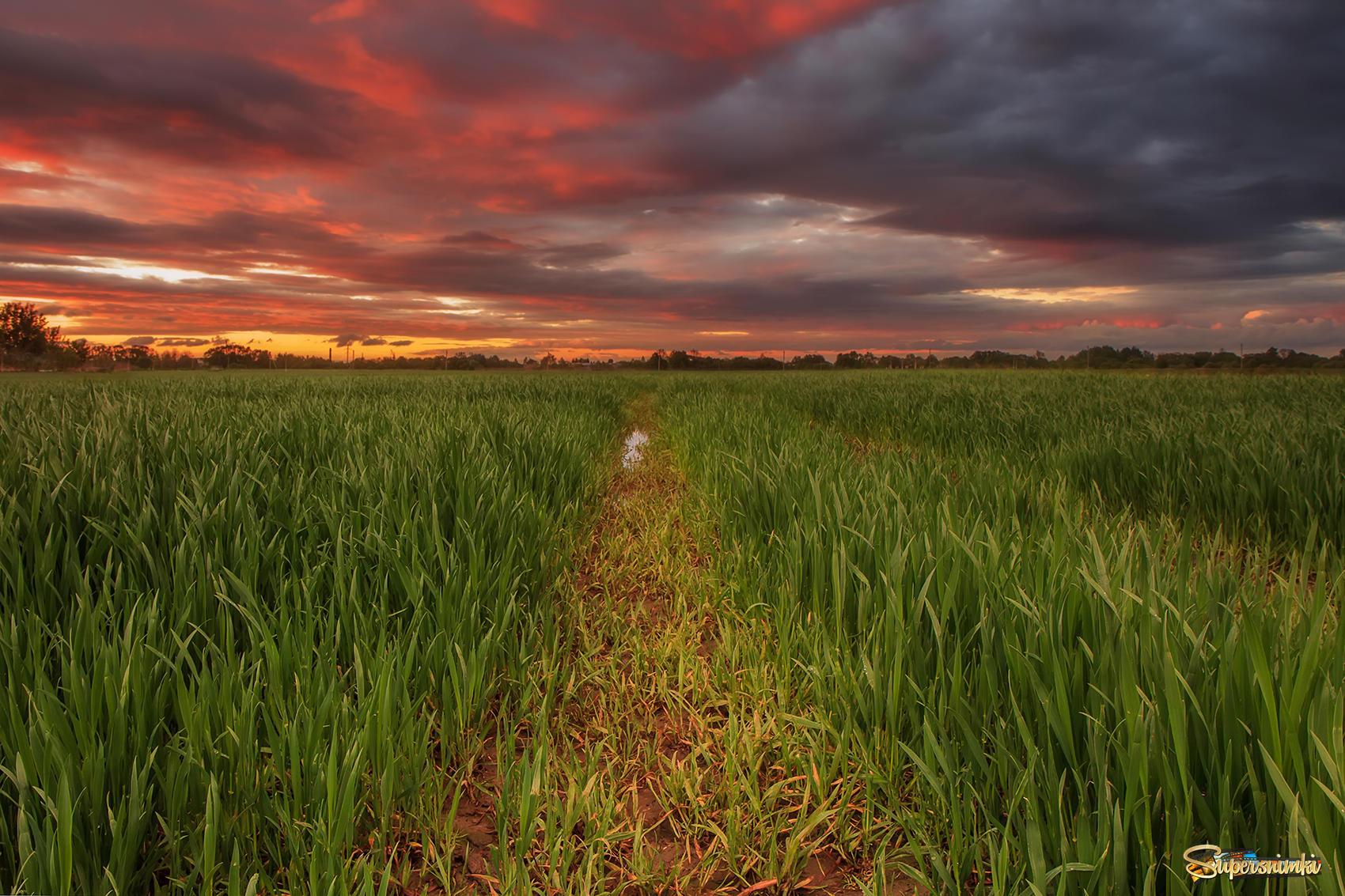 Пшеничное поле в вечернее время