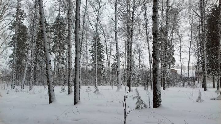 Выпадали белые снега ...в ноябре.