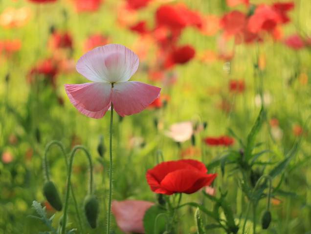 Roseate :)