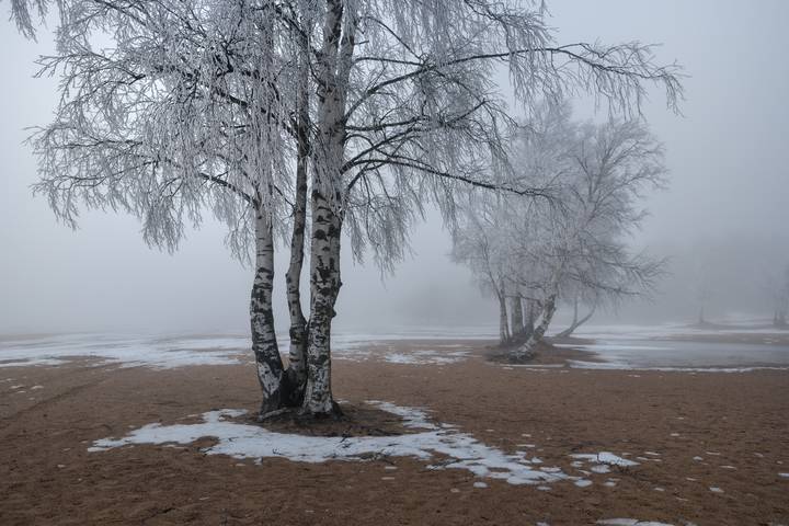 Вариация с березами на пляже