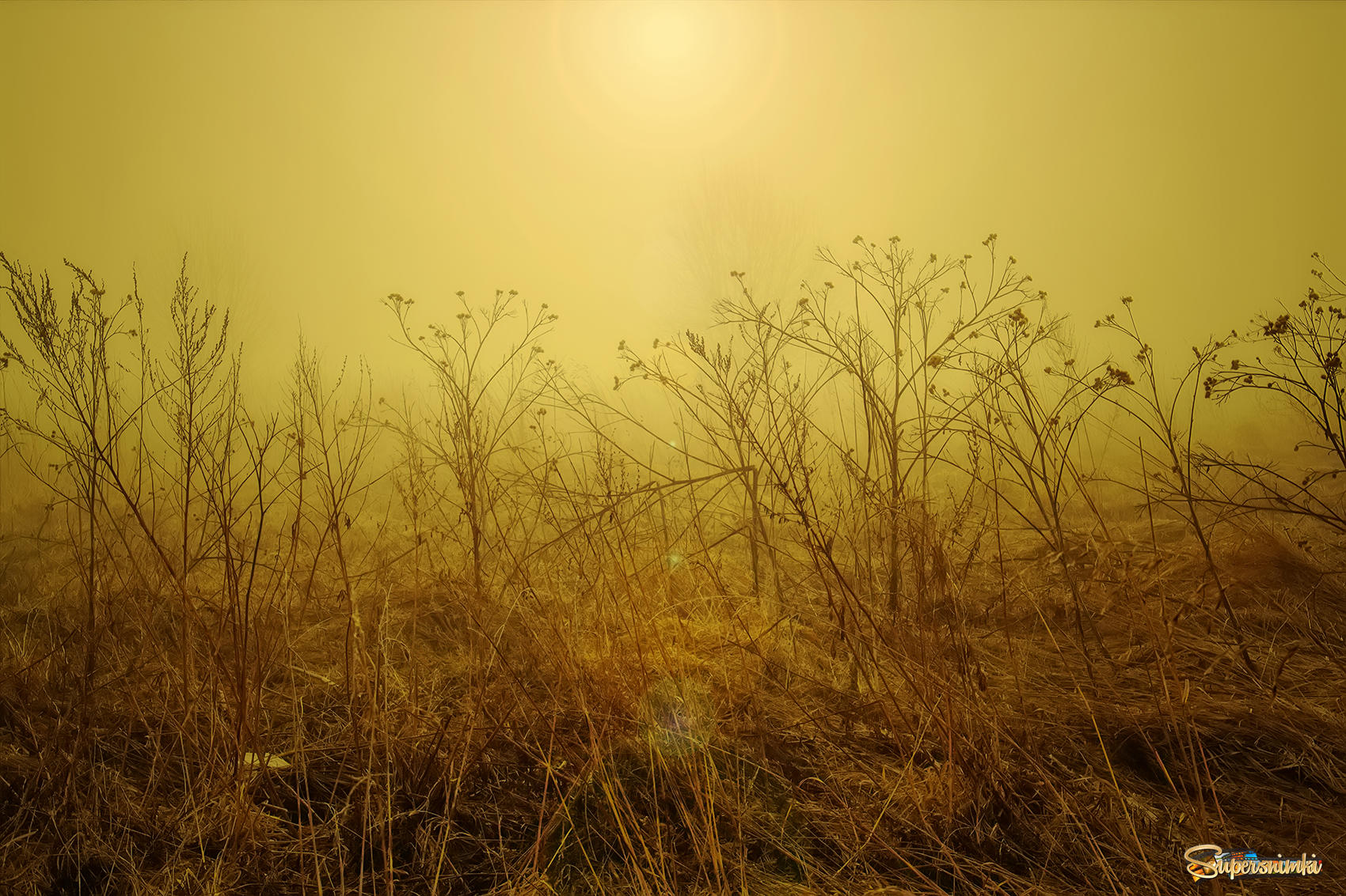 Розовый туман желтая. Желтый туман. Туман желтого цвета. Эстетика природы желто коричневый. Желтый туман фото.