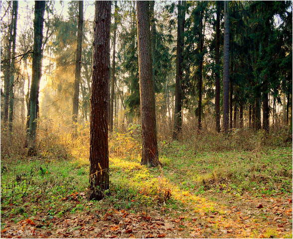 в осеннем парке