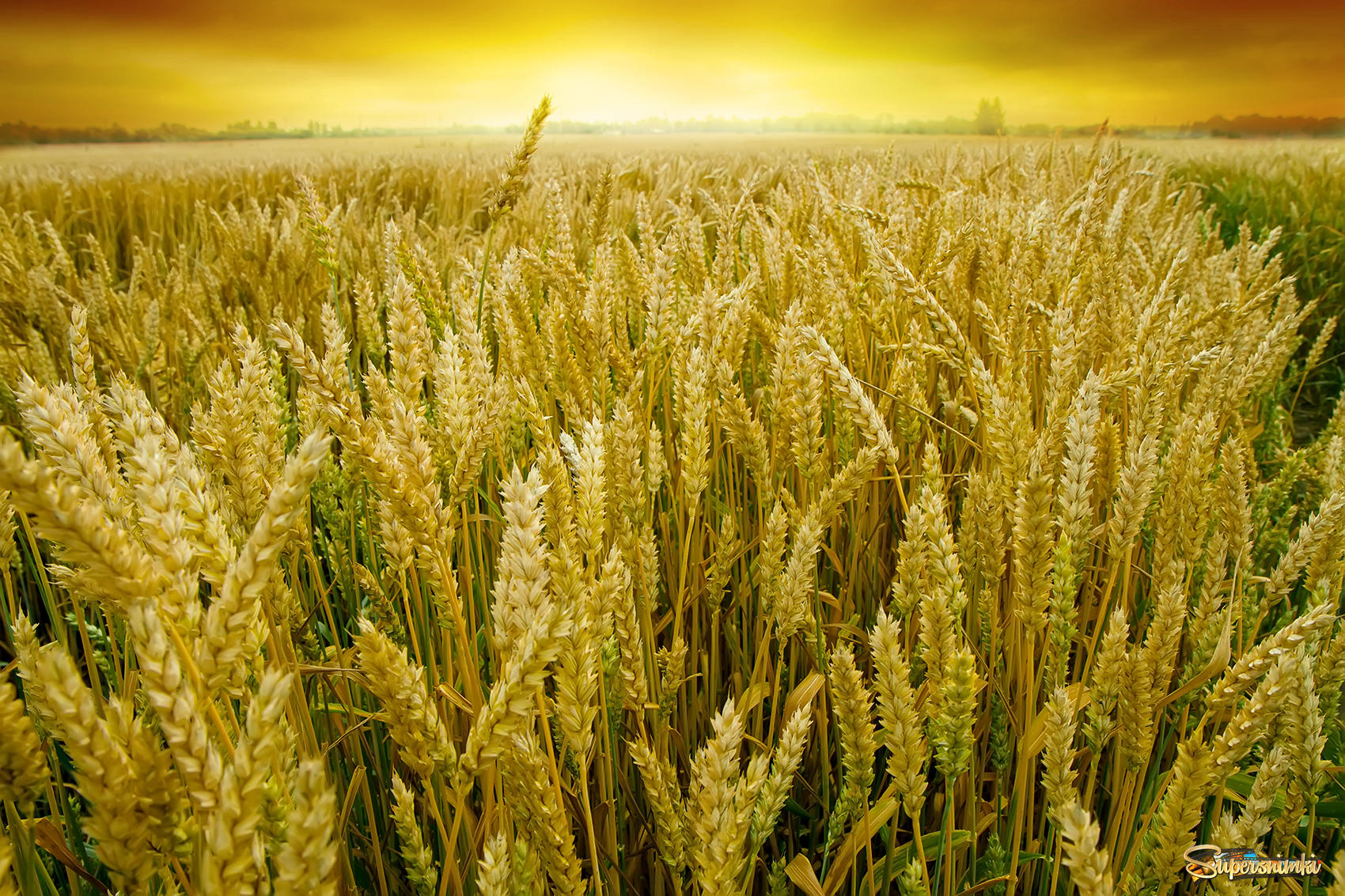 Пшеничное поле в закат