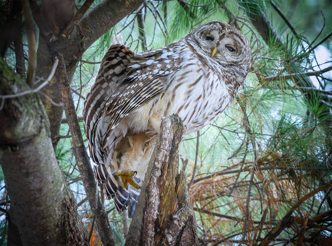 Barred Owl (Strix varia)