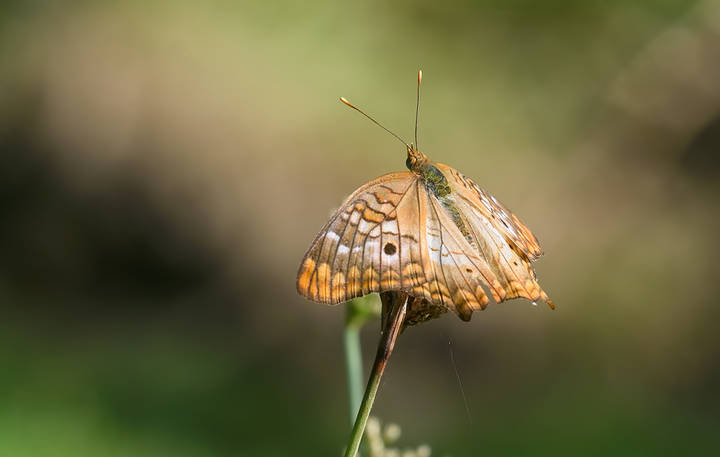 White Peacock (Anartia jatrophae)