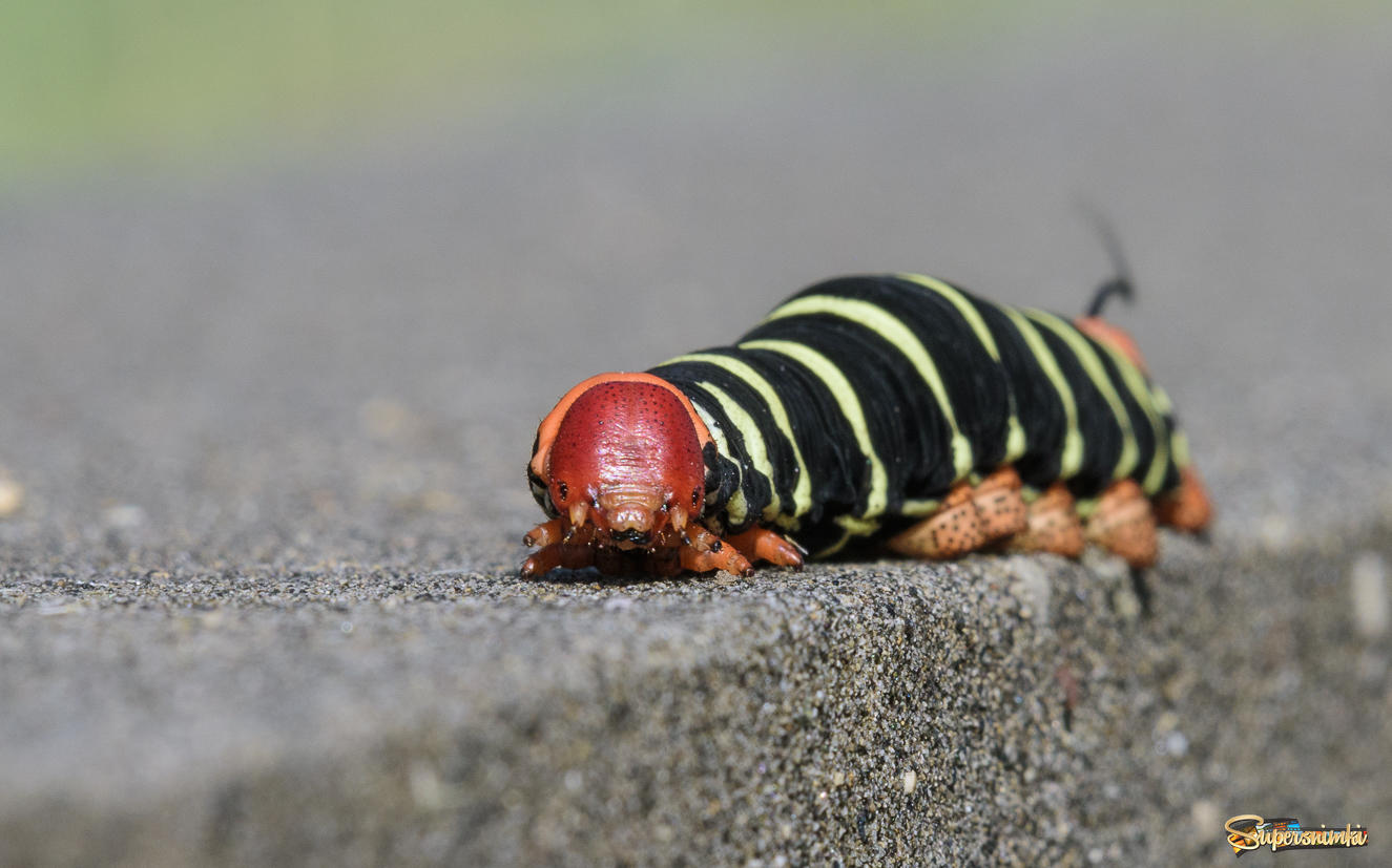 Frangipani- Hawkmoth caterpillar (Pseudosphinx tetrio)
