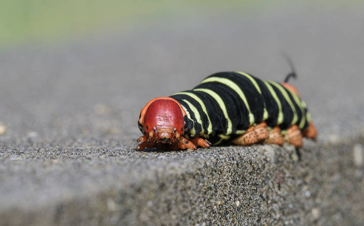 Frangipani- Hawkmoth caterpillar (Pseudosphinx tetrio)