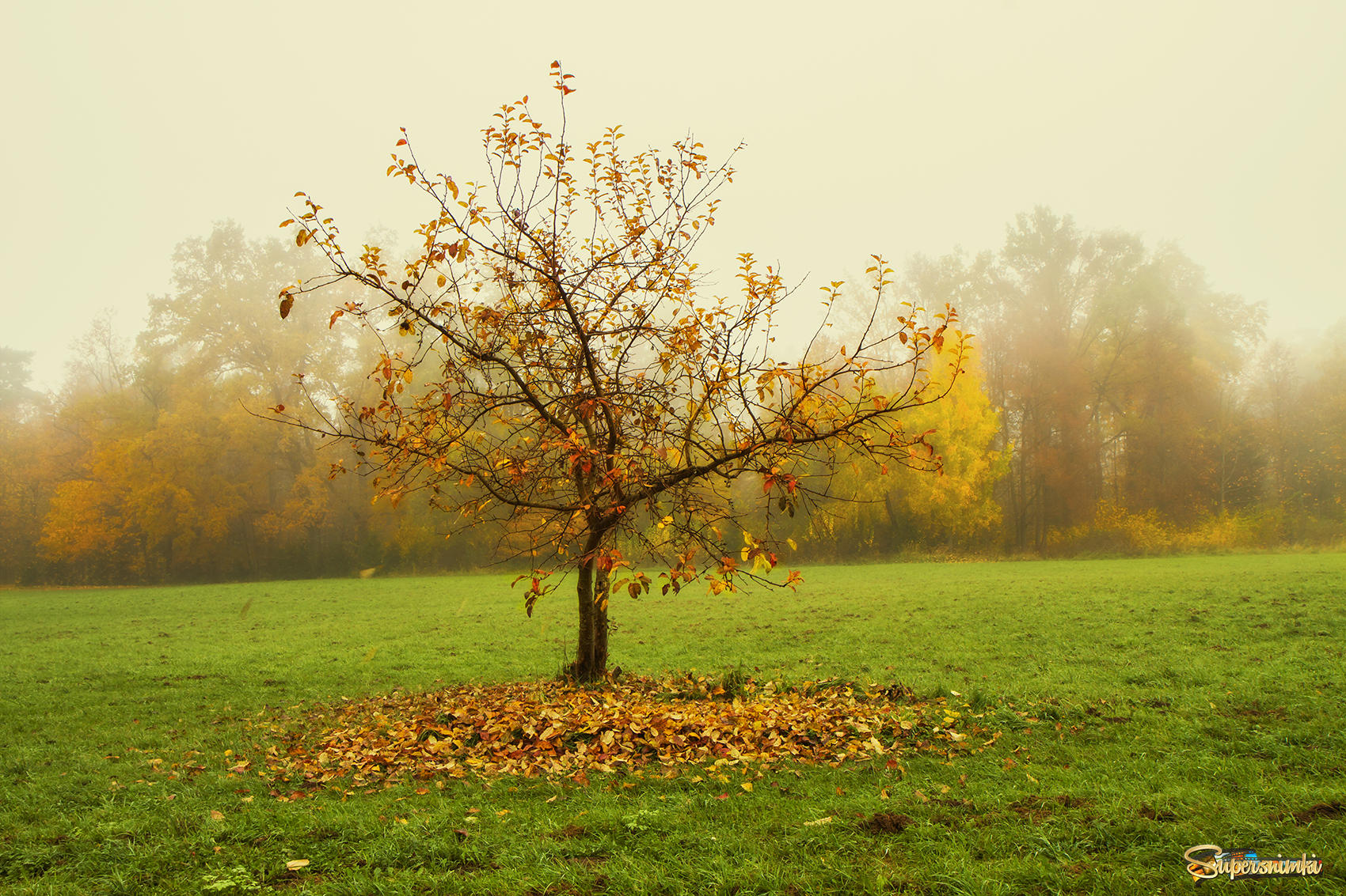 Дерево осенью