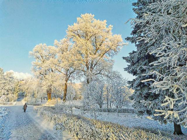 В зимнем парке