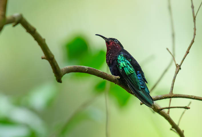 Purple-throated carib