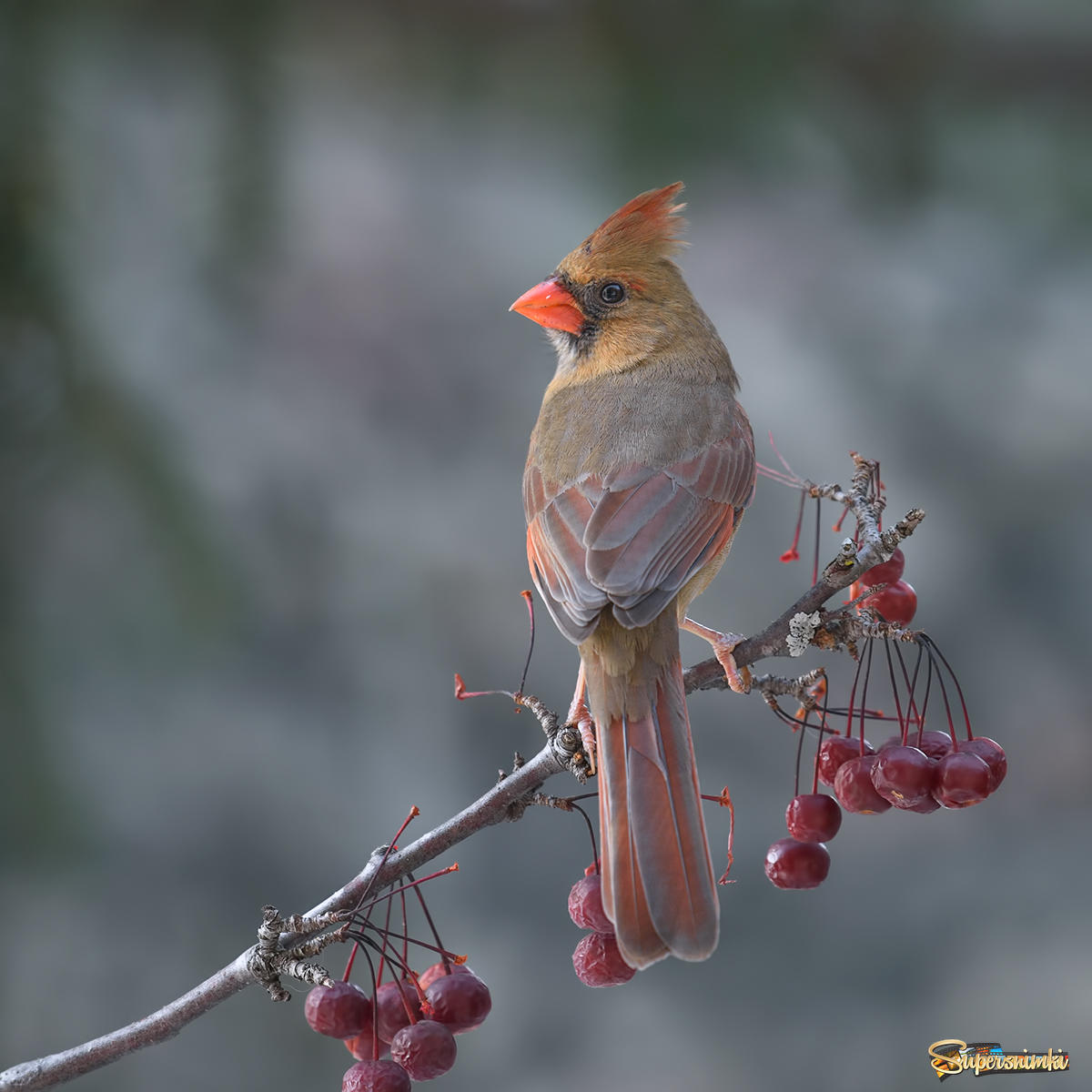 Northern cardinal  (female)