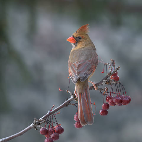 Northern cardinal  (female)