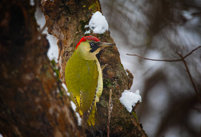 Picus viridis