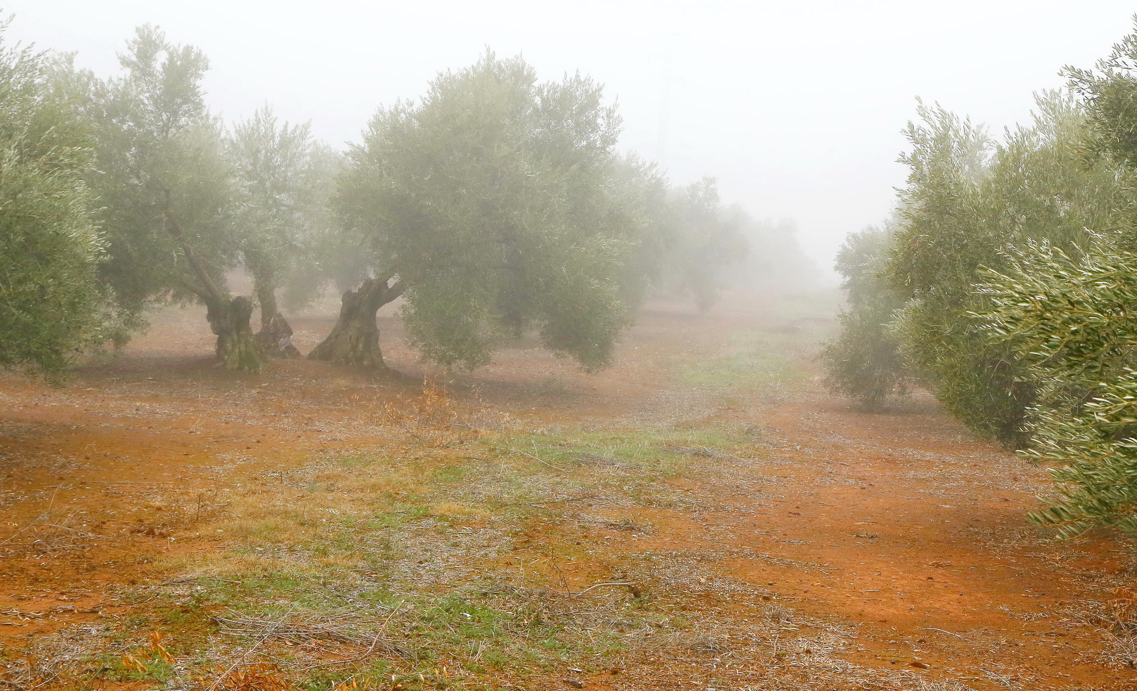 туманное утро в оливковой роще