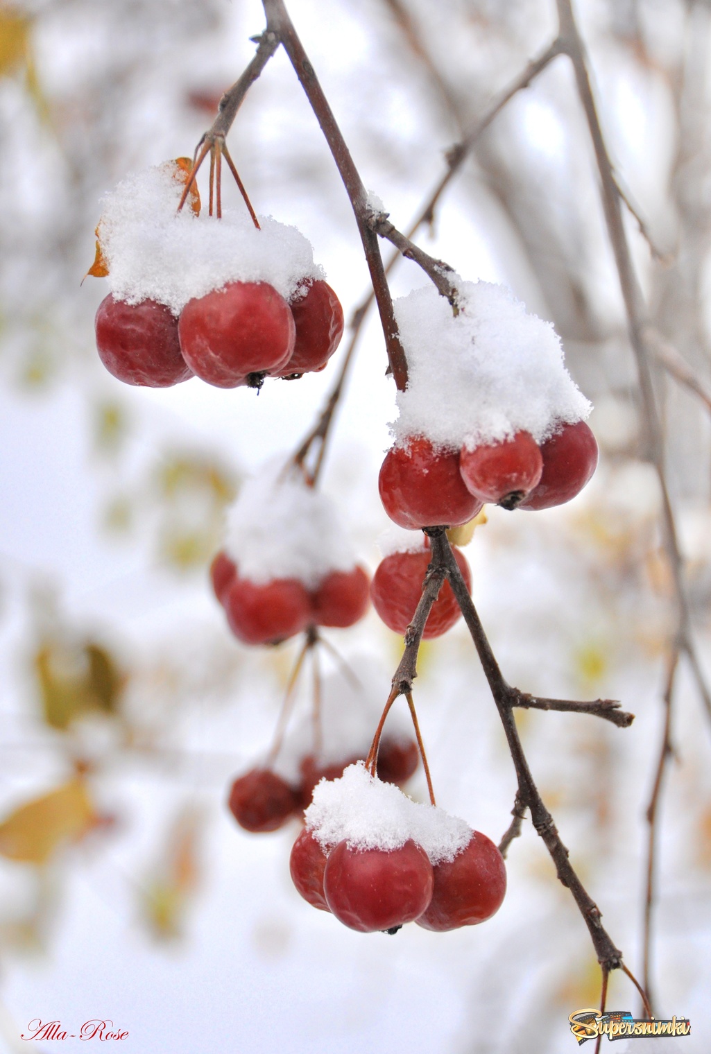 Райские яблочки под снегом