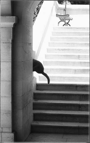 Про кота