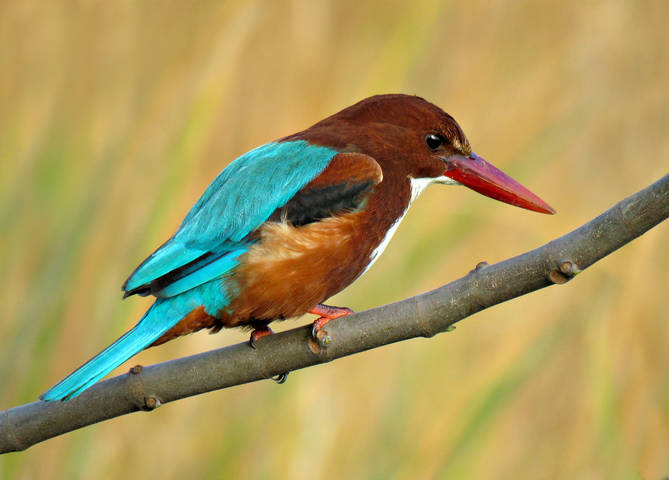 Красноклювая альциона ( Halcyon smyrnensis)