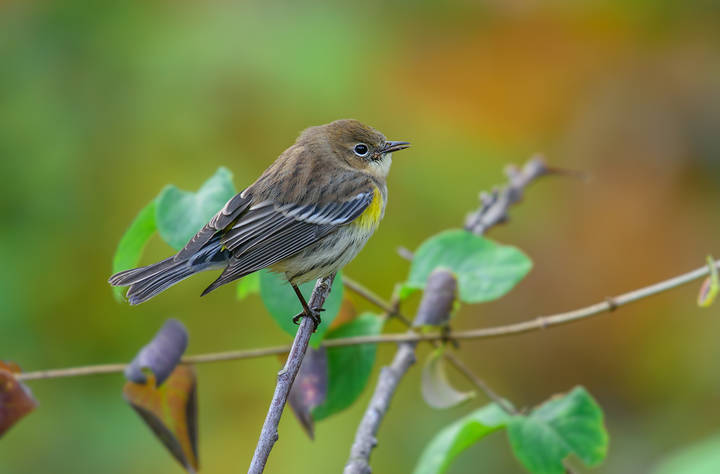 Cape May Warbler
