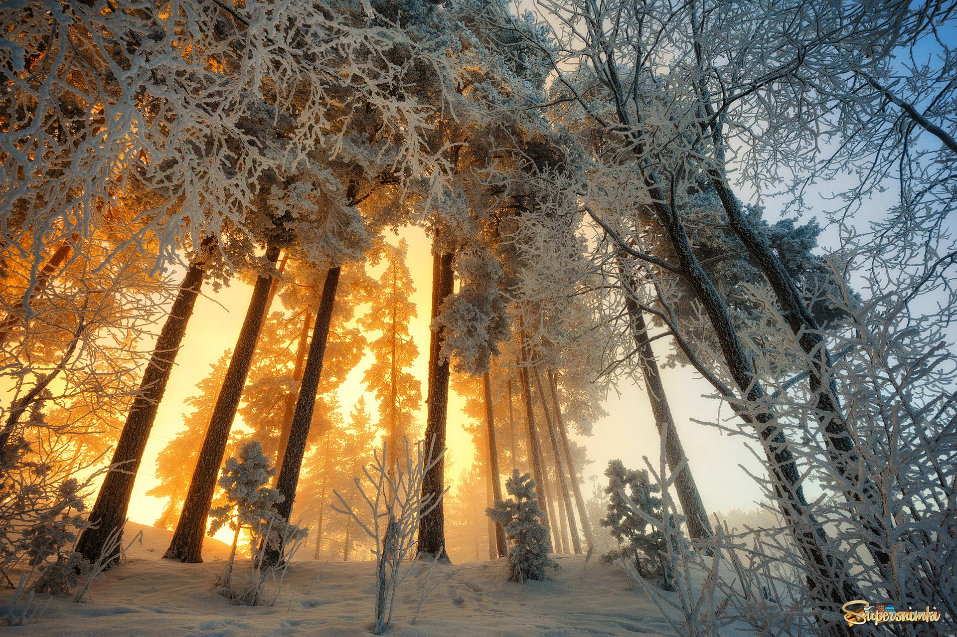 Фф и в морозном лесу навеки останусь. Зима в лесу. Морозное утро в лесу. Утро в зимнем лесу. Рассвет в зимнем лесу.