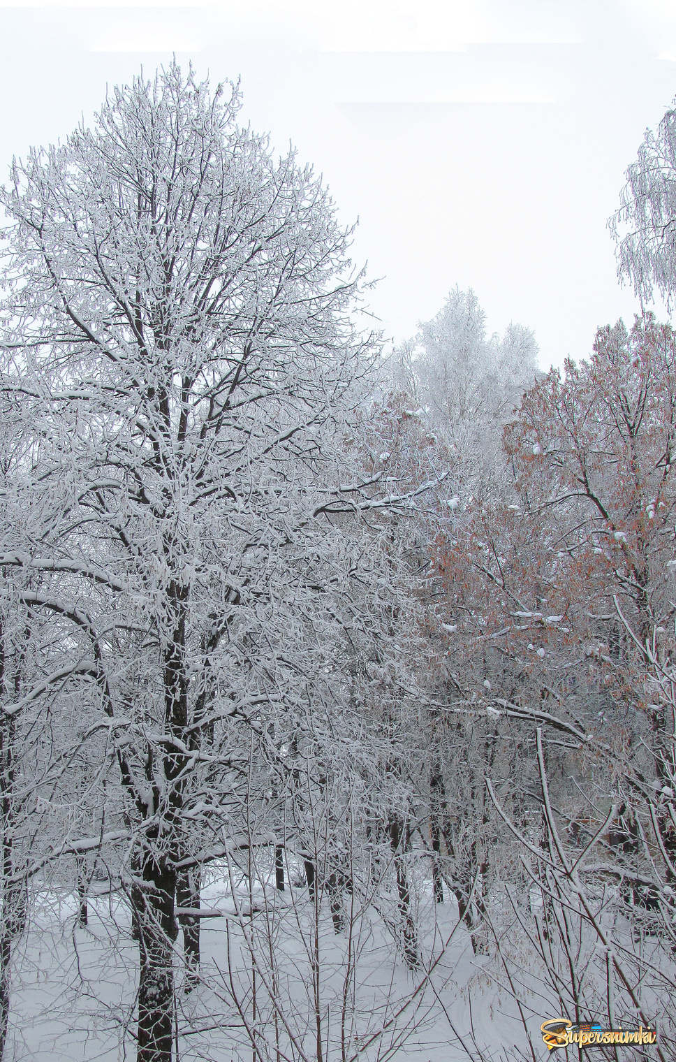 Деревья,снег.