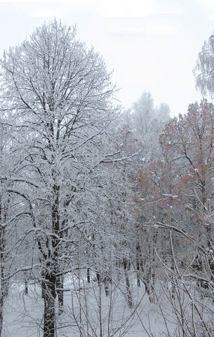 Деревья,снег.