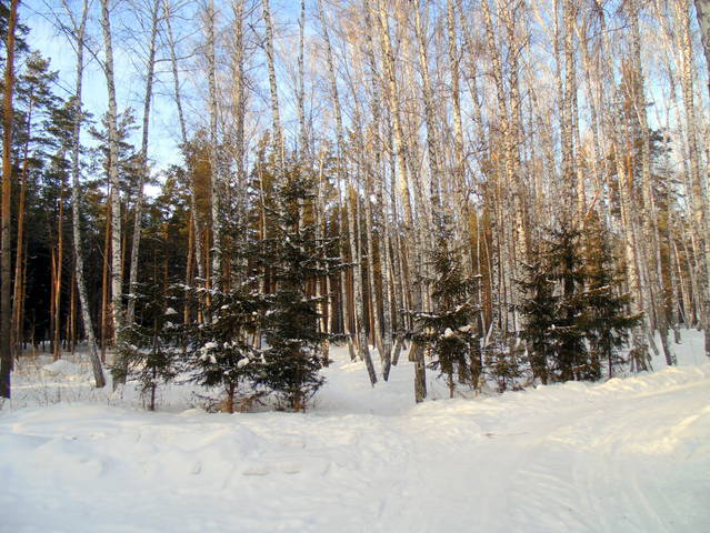 В лесу. 