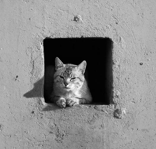 Чёрный квадрат Котевича.