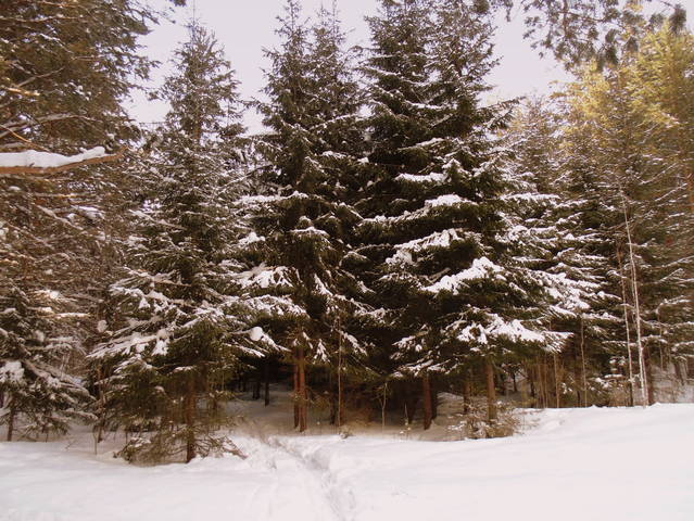 Поход в ельник 31 декабря .
