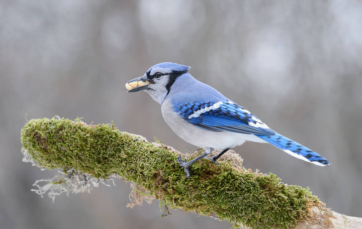 Toothed jay