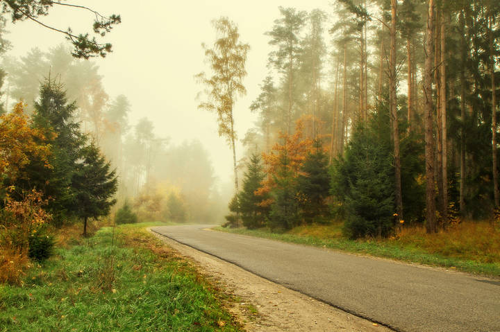 Дорога в лес в тумане
