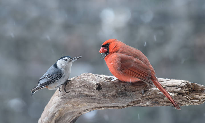 ~= Rivals =~