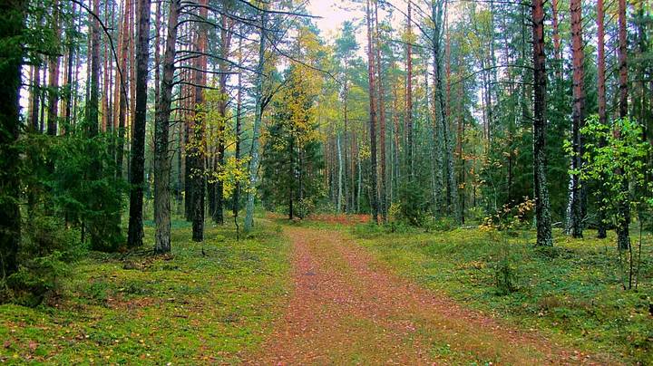 Лесная дорога