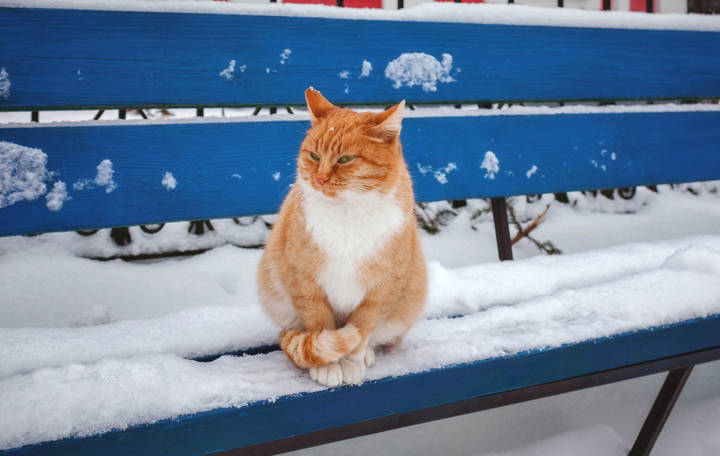 "Новогодний котЭ".