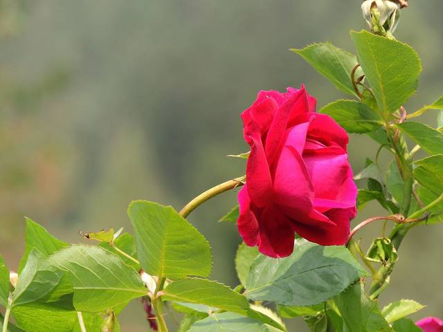 Природа (флора, крупный план)