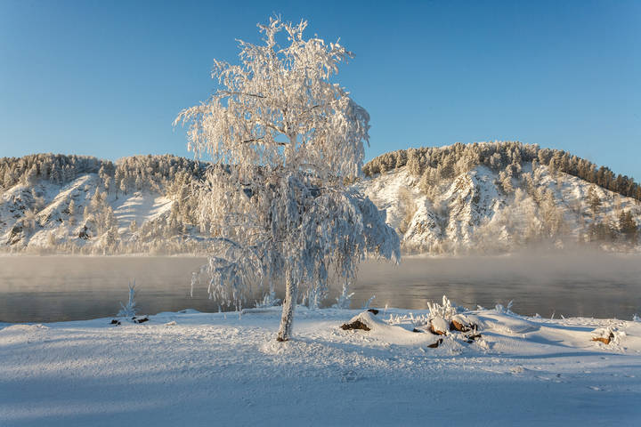 Белая берёзка