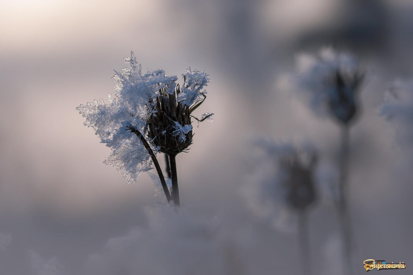  Ледяной цветочек