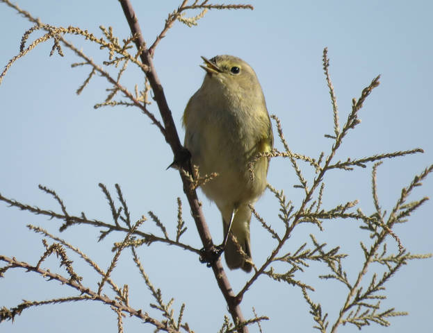Пеночка  веснянка