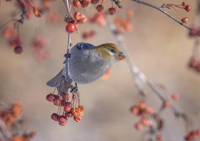 Pine grosbeak  (female)