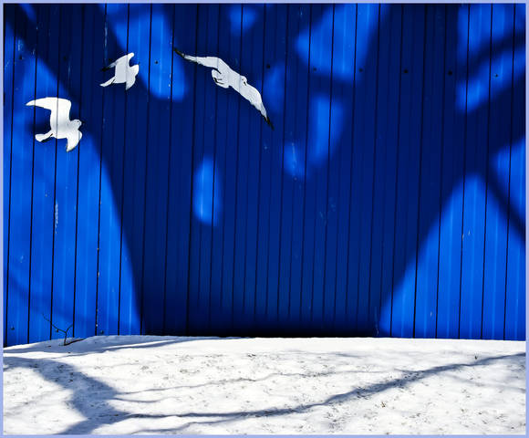 Птицы в городе
