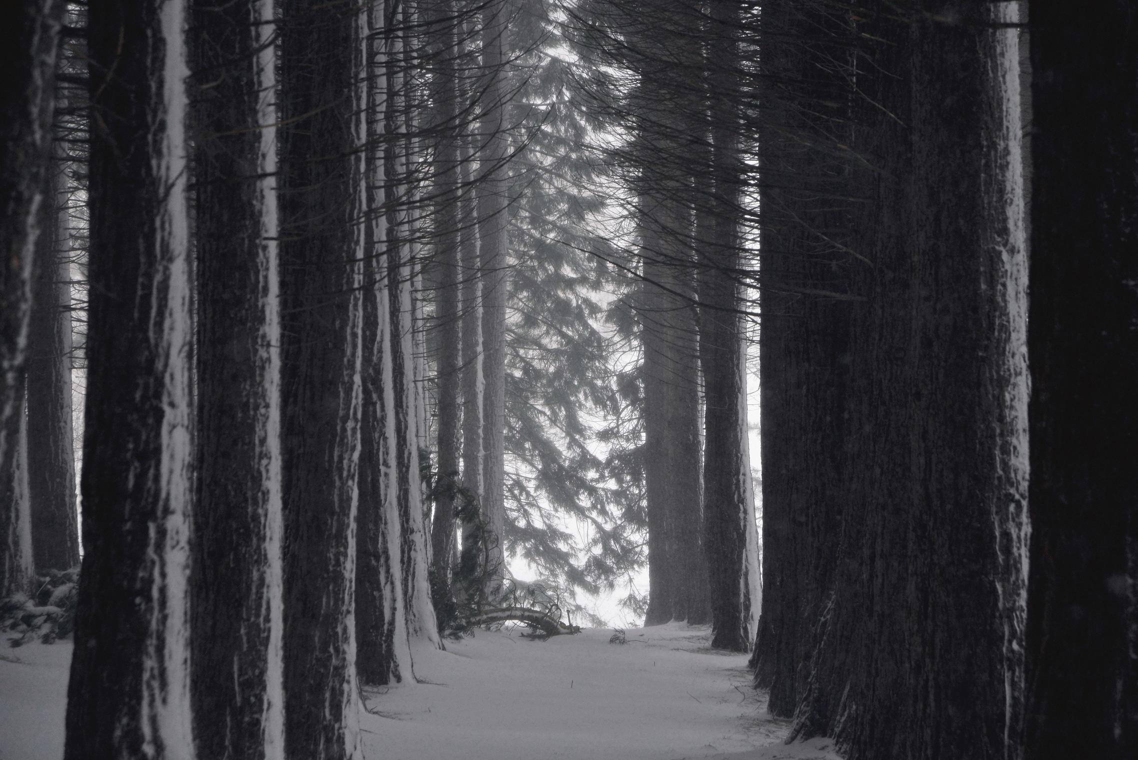Серый лес обои