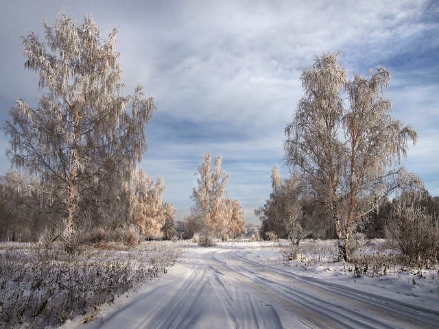 По дороге меж берёз