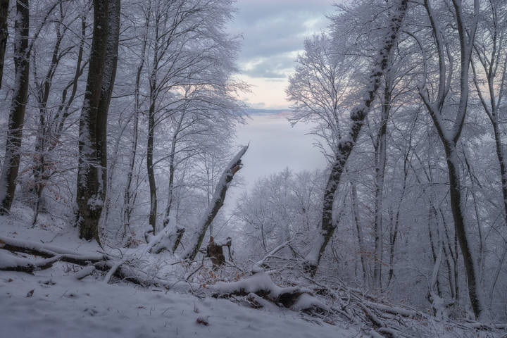Прогалина