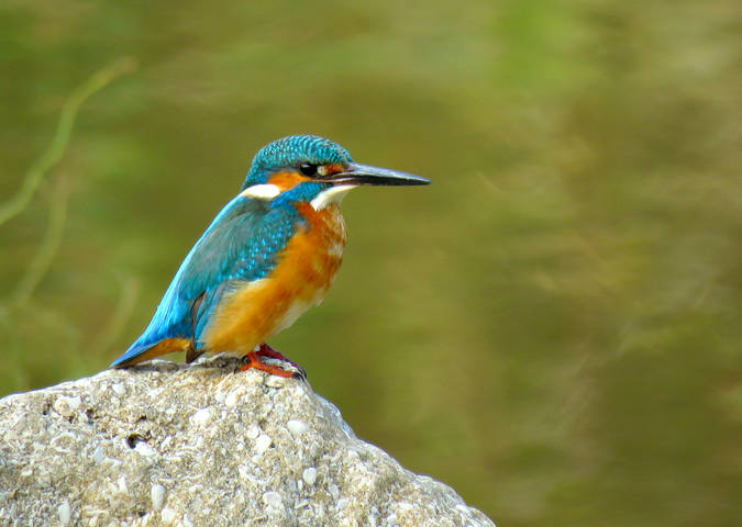 Обыкновенный зимородок (Common Kingfisher)