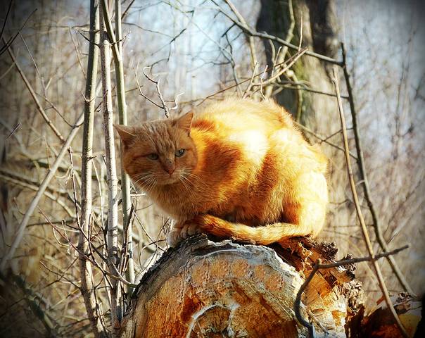 На весеннем солнышке