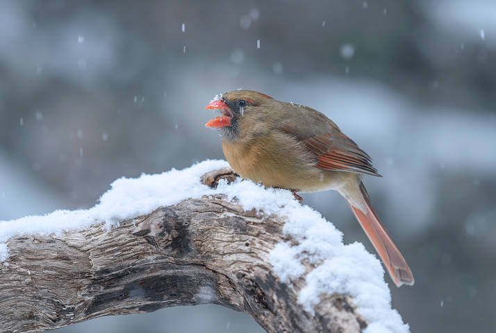 Northern Cardinal 
