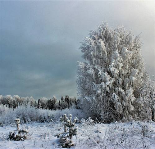 Украшения зимы.